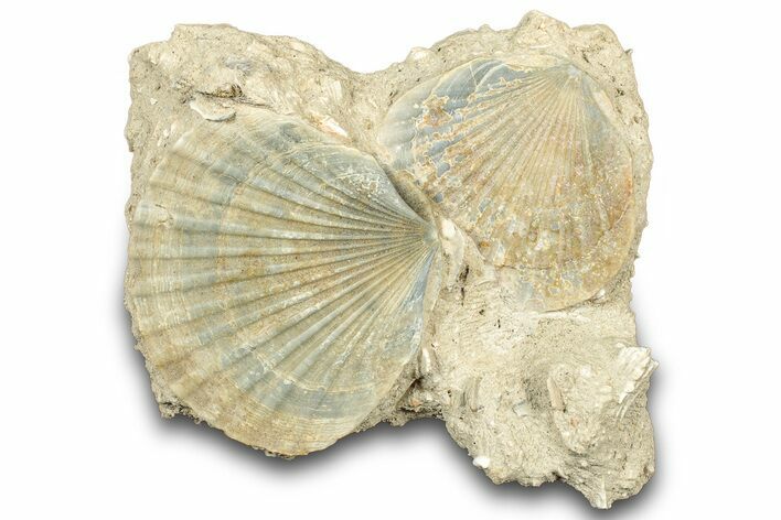 Fossil Pecten (Scallops) Cluster - Gironde, France #302978